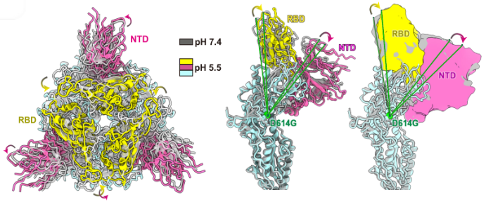 7.Characterizations of enhanced infectivity and antibody evasion of Omicron BA.2.75.png