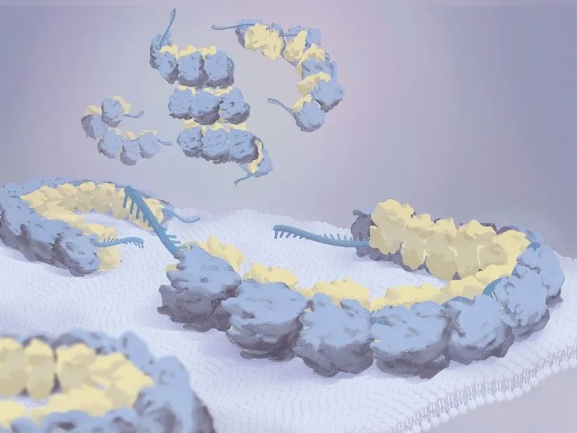6-A transformation clustering algorithm and its application in polyribosomes structural profiling.jpg