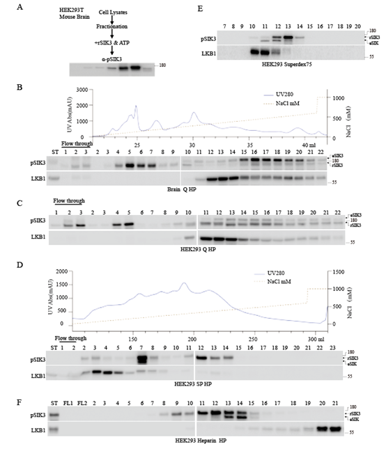 Biochemical purification uncovers mammalian sterile 3 (MST3) as a new protein kinase for multifunctional protein kinases AMPK and SIK3..png