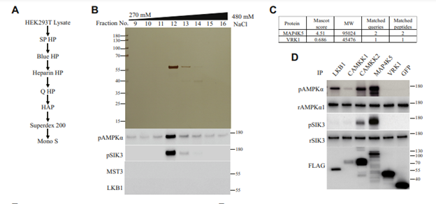 STE20 phosphorylation of AMPK related kinases revealed by biochemical purifications combined with genetics..png