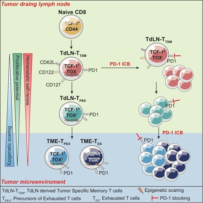 The primordial differentiation of tumor-specific memory CD8+ T cells as bona fide responders to PD-1 PD-L1 blockade in draining lymph nodes.jpg
