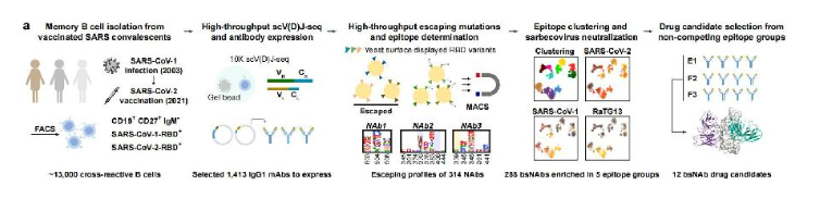 Rational identification of potent and broad sarbecovirus-neutralizing antibody cocktails from SARS convalescents.png