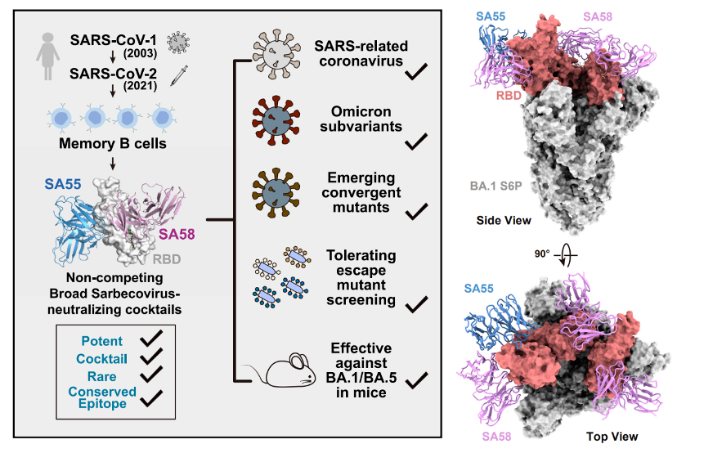 Imprinted SARS-CoV-2 humoral immunity induces convergent Omicron  RBD evolution.png